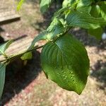 Cornus masFolha