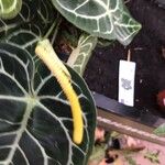 Anthurium clarinervium Flower