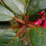 Rhododendron beanianum Blatt