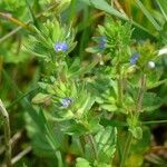 Veronica arvensis Costuma