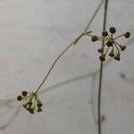 Bupleurum rigidum Flower