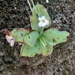 Pinguicula crystallina Žiedas