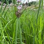 Butomus umbellatus Blatt