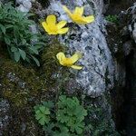 Ranunculus spicatus Celota