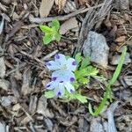 Nemophila maculata Flower