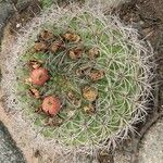 Gymnocalycium saglionis Habit