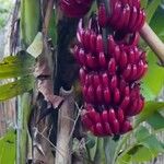 Musa balbisiana Fruit