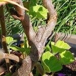 Pelargonium cucullatum Bark