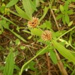 Leucas aspera Fruit