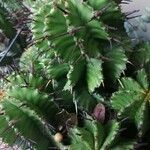 Euphorbia polygona Blad