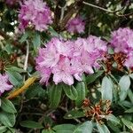 Rhododendron × planetum