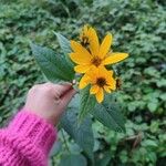 Helianthus divaricatus Çiçek