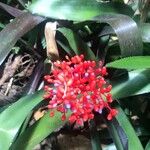 Aechmea melinonii Flower