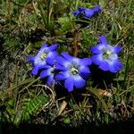 Gentiana stellata Habit