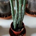 Kleinia stapeliiformis Hoja