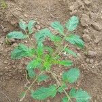 Solanum lycopersicumLeaf