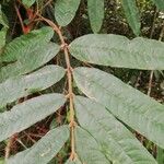 Chytranthus atroviolaceus Blatt