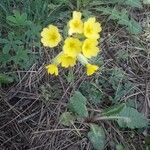 Primula verisFlower