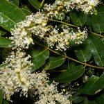 Copaifera aromatica