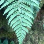 Polystichum aculeatum Blad