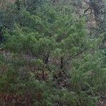 Juniperus communis Облик