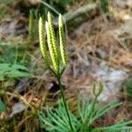 Lycopodium digitatum Hedelmä