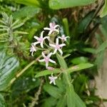 Oxypetalum solanoides Λουλούδι