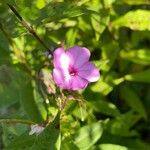 Phlox maculata Virág