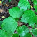 Viburnum acerifolium Leaf