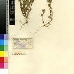 Crotalaria kassneri Otro