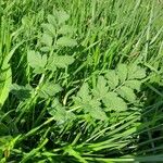 Erodium moschatum برگ