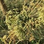 Selinum carvifolium Fruit