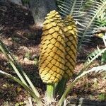 Encephalartos villosus Fruto