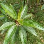 Baccharis latifolia List