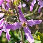 Hesperis laciniata 花