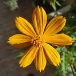 Cosmos sulphureusFlower