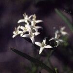 Stenaria nigricans Fleur