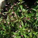 Epilobium cylindricum Habitus