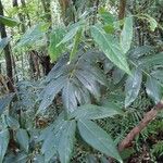 Cnestis glabra Leaf
