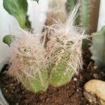 Oreocereus trollii Yaprak