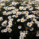 Anthemis maritima Habitus