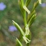 Lolium rigidum Flower