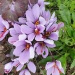 Crocus sativus Kukka