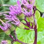 Pericallis aurita Blomma