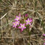 Centaurium tenuiflorum Цветок