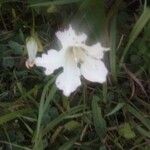 Ipomoea lacunosaFlower