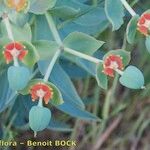 Euphorbia oxyphylla Annet