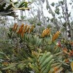 Libocedrus austrocaledonica Staniste