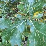 Quercus marilandica Hoja