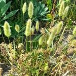 Polypogon monspeliensis Staniste